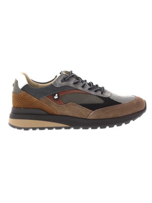 Australian Australian sparrow /grey Australian Australian sparrow /grey